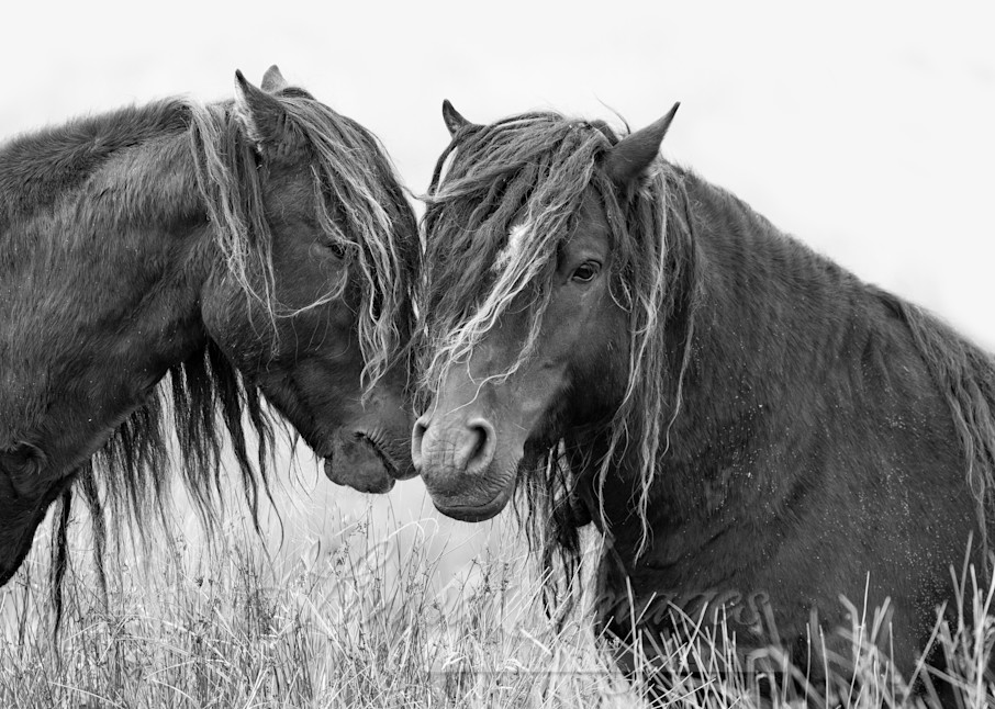 Two Sable Island Bachelor Stallions Art | Living Images by Carol Walker, LLC