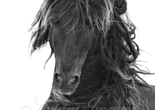 Dreamy Sable Island Stallion Photography Art | Living Images by Carol Walker, LLC