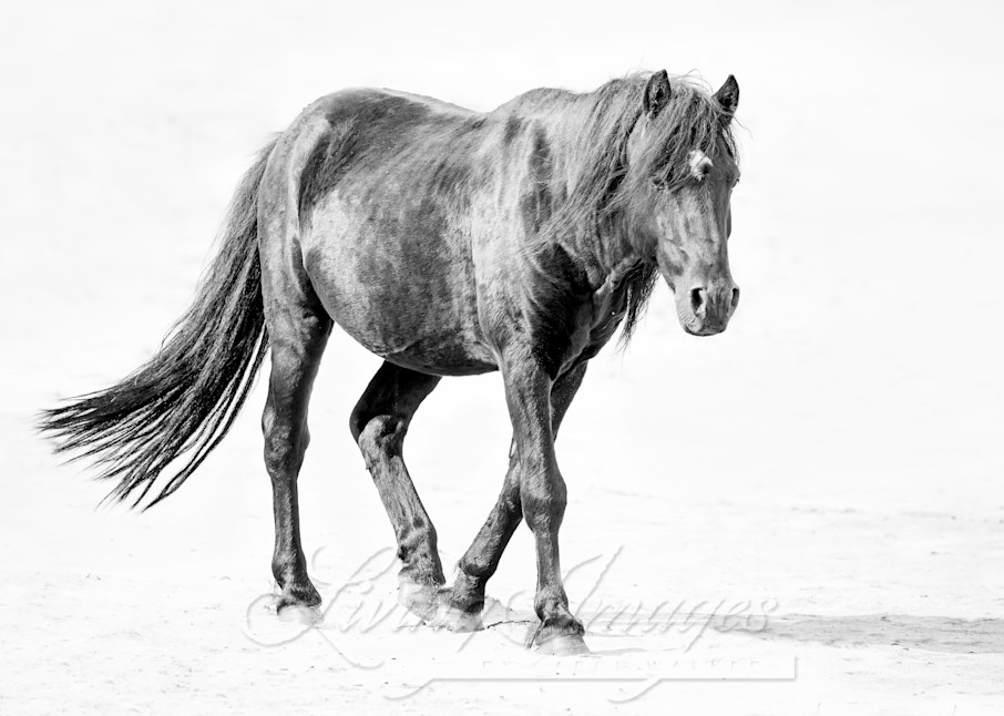 Sable Island Stallion Walks On The Beach Ii Photography Art | Living Images by Carol Walker, LLC