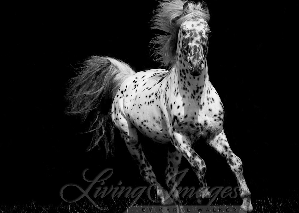 Spotted Stallion Running Photography Art | Living Images by Carol Walker, LLC