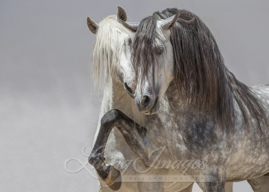 Two Gray Andalusian Stallions Photography Art | Living Images by Carol Walker, LLC