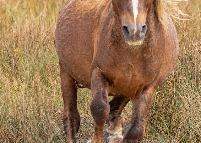 Sorrel Sable Island Stallion Runs Photography Art | Living Images by Carol Walker, LLC
