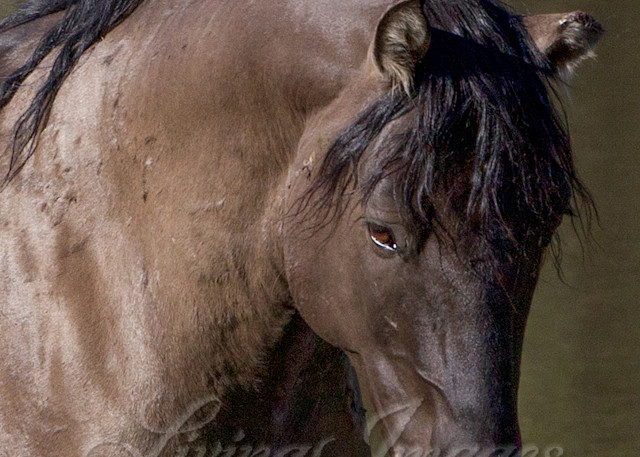 Wild Stallion In The Water Photography Art | Living Images by Carol Walker, LLC