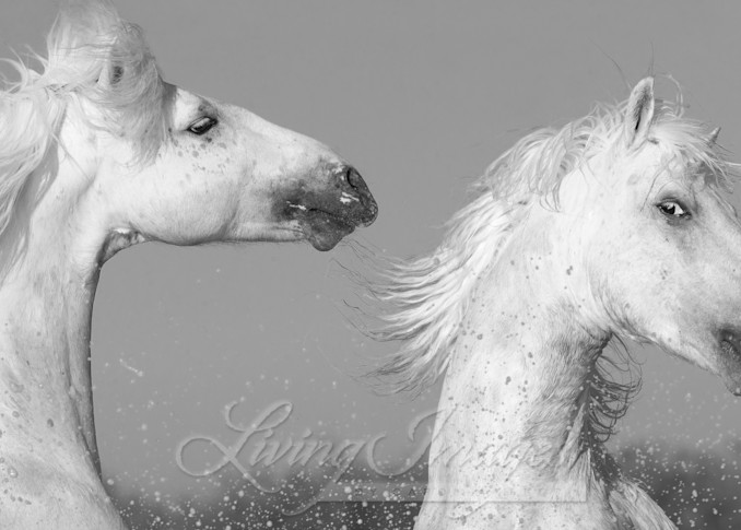 Two Playful White Stallions Photography Art | Living Images by Carol Walker, LLC