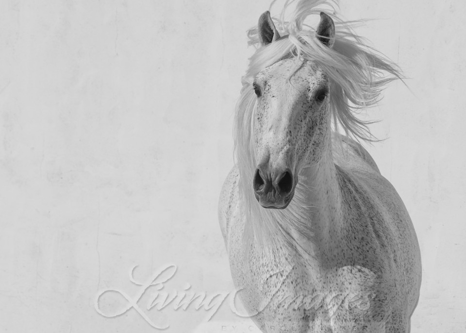 The White Stallion Runs Up Photography Art | Living Images by Carol Walker, LLC