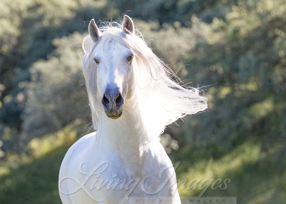 White Stallion Runs In The Light Photography Art | Living Images by Carol Walker, LLC
