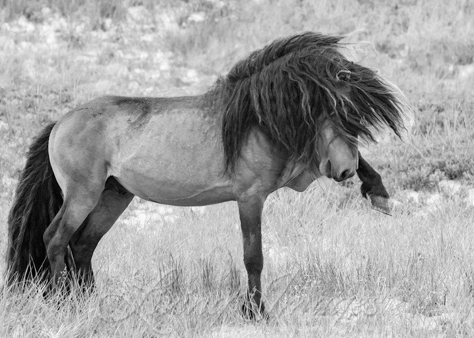Sable Island Stallion Strikes Out Photography Art | Living Images by Carol Walker, LLC
