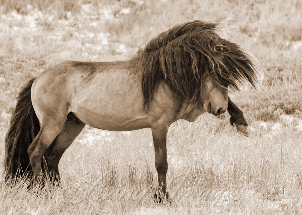 Sable Island Stallion Strikes Out In Sepia Photography Art | Living Images by Carol Walker, LLC