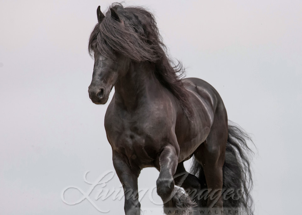 Friesian On The Move At Dawn Photography Art | Living Images by Carol Walker, LLC