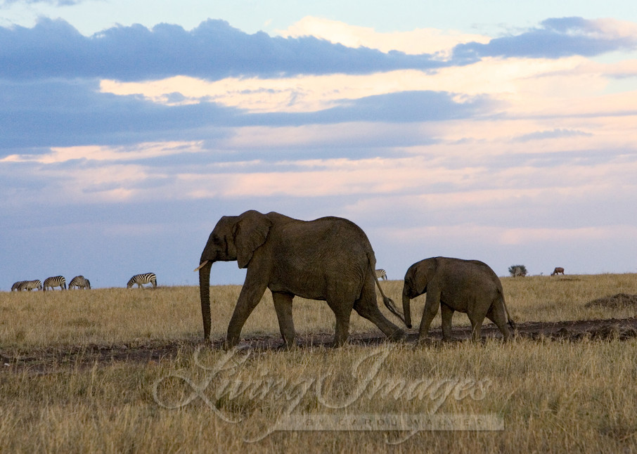 Elephant Mother And Calf At Sunset Photography Art | Living Images by Carol Walker, LLC