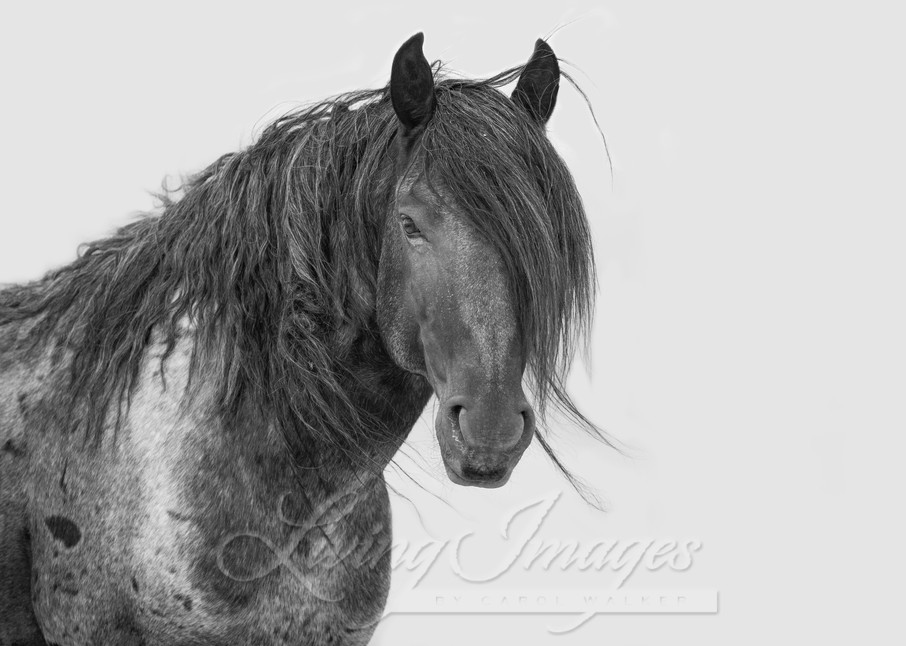 Blue Zeus Looks In Black And White Photography Art | Living Images by Carol Walker, LLC