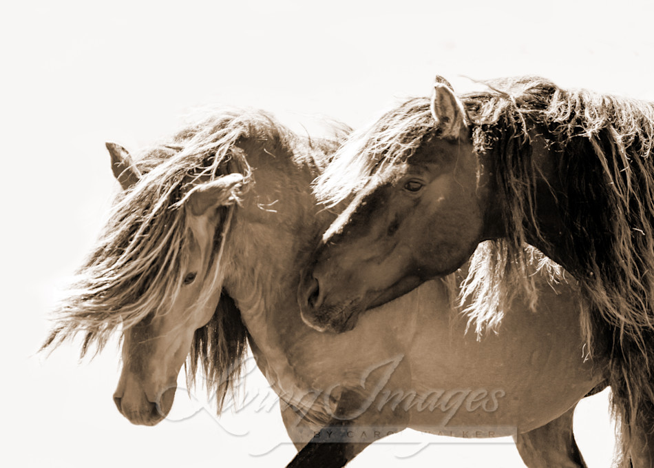 Two Sable Island Stallions Vi In Sepia Art | Living Images by Carol Walker, LLC