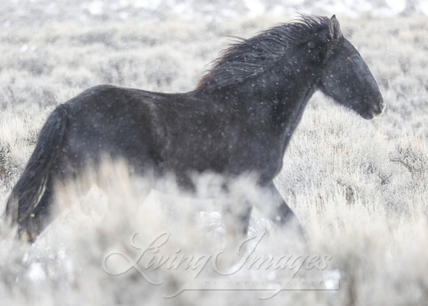 Wild Black Mare Runs In The Snow Photography Art | Living Images by Carol Walker, LLC