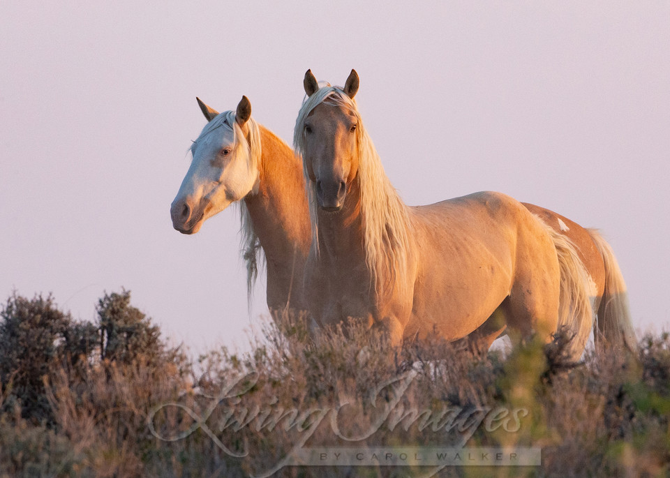 Corona And Cheyenne At Dawn Photography Art | Living Images by Carol Walker, LLC