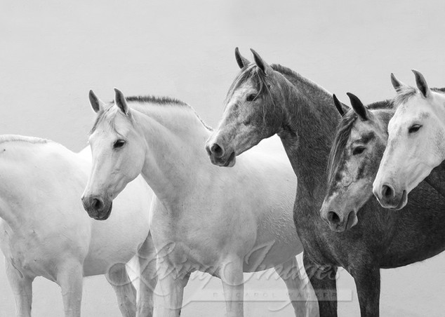 Five Spanish Mares Photography Art | Living Images by Carol Walker, LLC