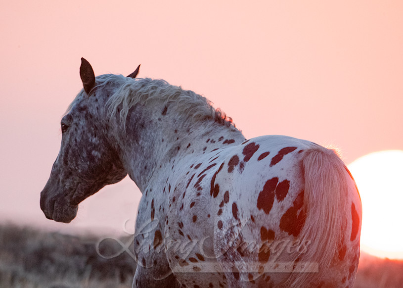 Wild Appaloosa Stallion Walks At Dawn Photography Art | Living Images by Carol Walker, LLC