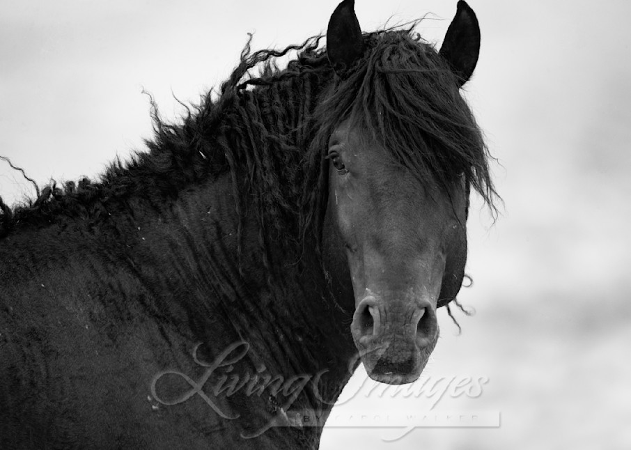 Wild Curly Stallion Looks Photography Art | Living Images by Carol Walker, LLC