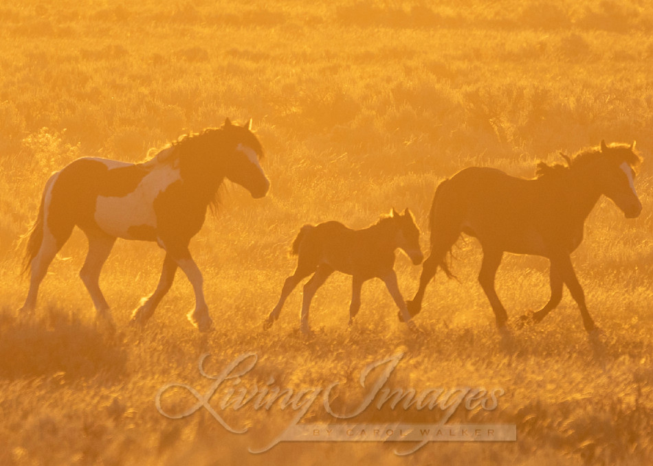 Washakie And His New Family Photography Art | Living Images by Carol Walker, LLC
