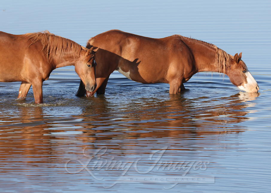 Two Wild Mares Drink Photography Art | Living Images by Carol Walker, LLC