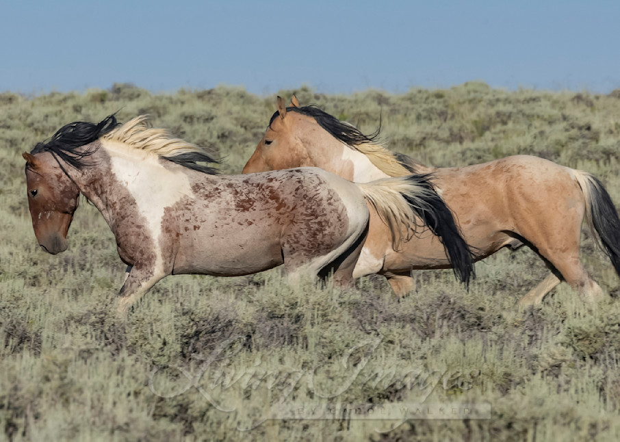 Two Wild Pinto Stallions Run Photography Art | Living Images by Carol Walker, LLC