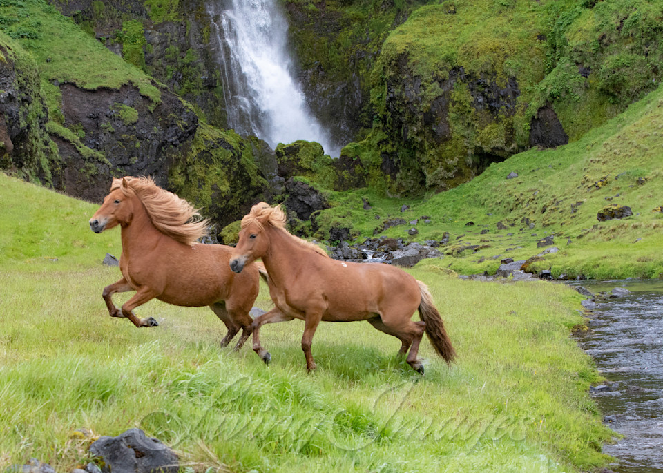 Two Red Horses And The Waterfall Photography Art | Living Images by Carol Walker, LLC