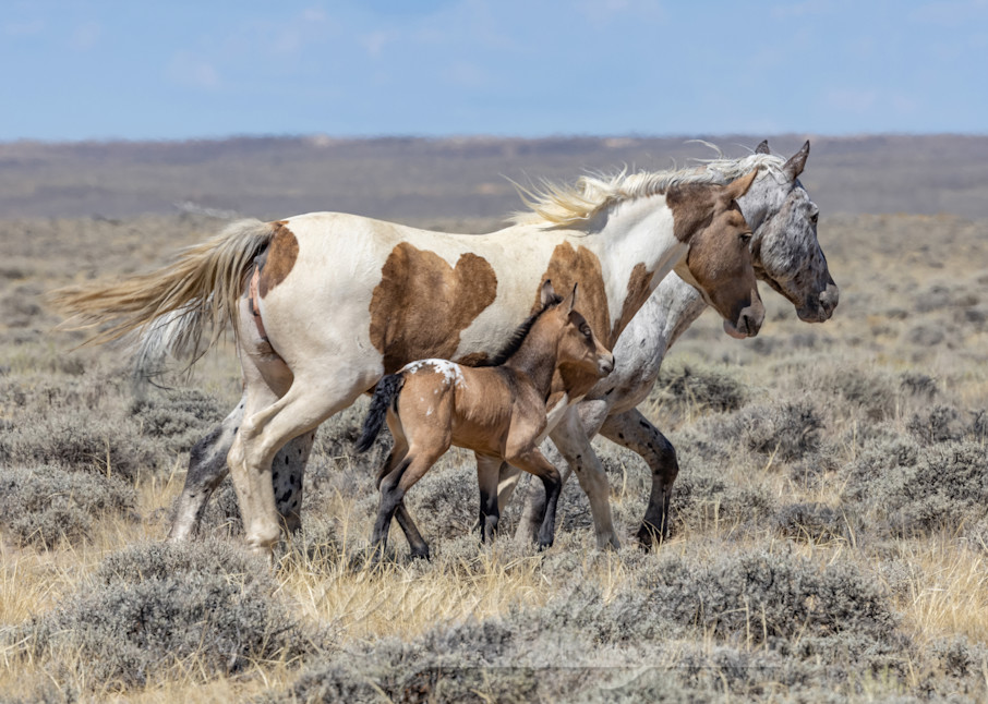 Wild Appaloosa And Pinto Family Photography Art | Living Images by Carol Walker, LLC