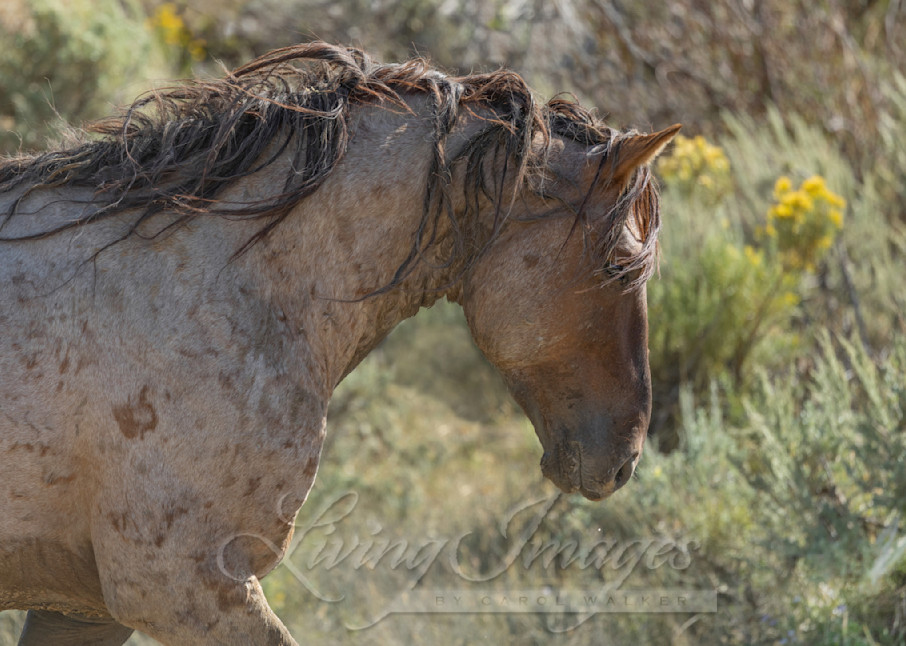 Wild Red Roan Stallion Photography Art | Living Images by Carol Walker, LLC