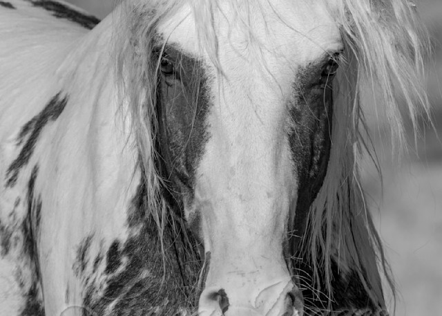Thor In Black And White Photography Art | Living Images by Carol Walker, LLC