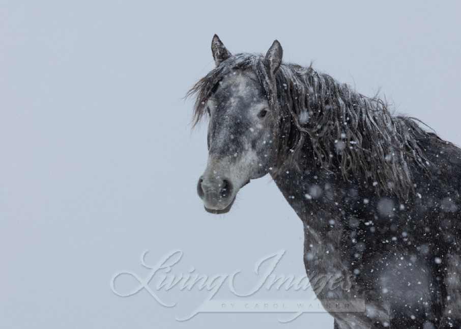 Snowy Grey Stallion Photography Art | Living Images by Carol Walker, LLC
