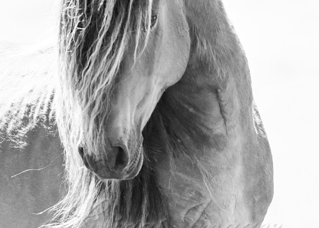 Sable Island Stallion Turns His Head Ii Photography Art | Living Images by Carol Walker, LLC