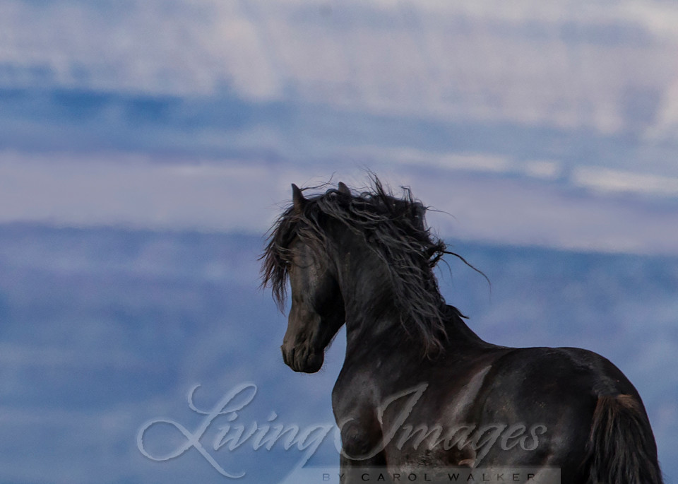 Galaxy Looks Out Photography Art | Living Images by Carol Walker, LLC