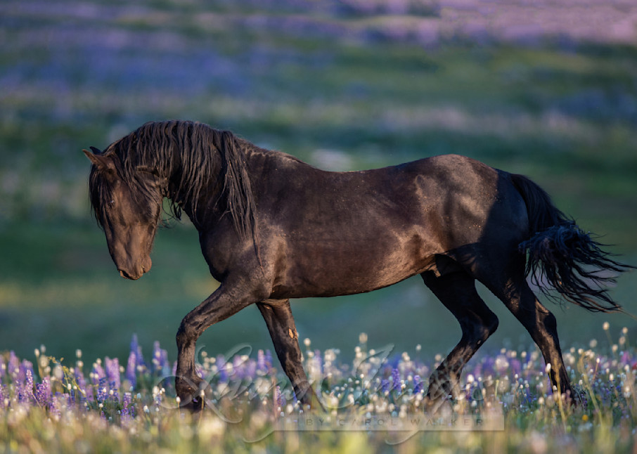 Galaxy Trots In The Lupine Photography Art | Living Images by Carol Walker, LLC