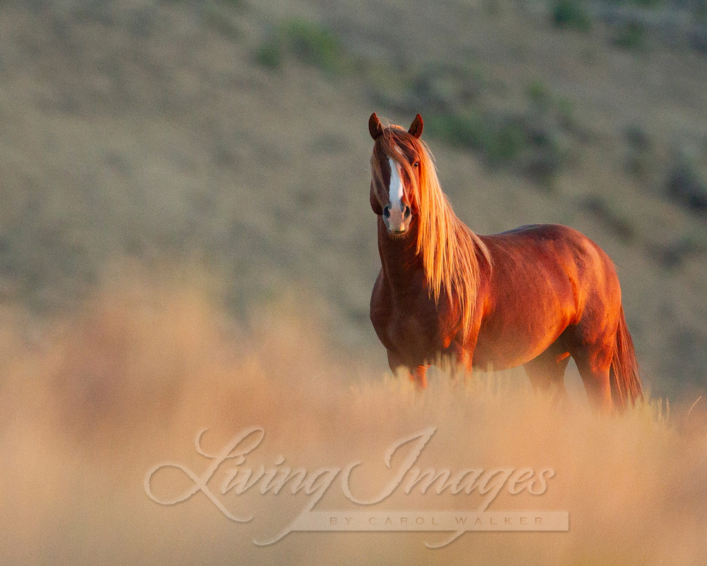 Sunrise Stallion Photography Art | Living Images by Carol Walker, LLC