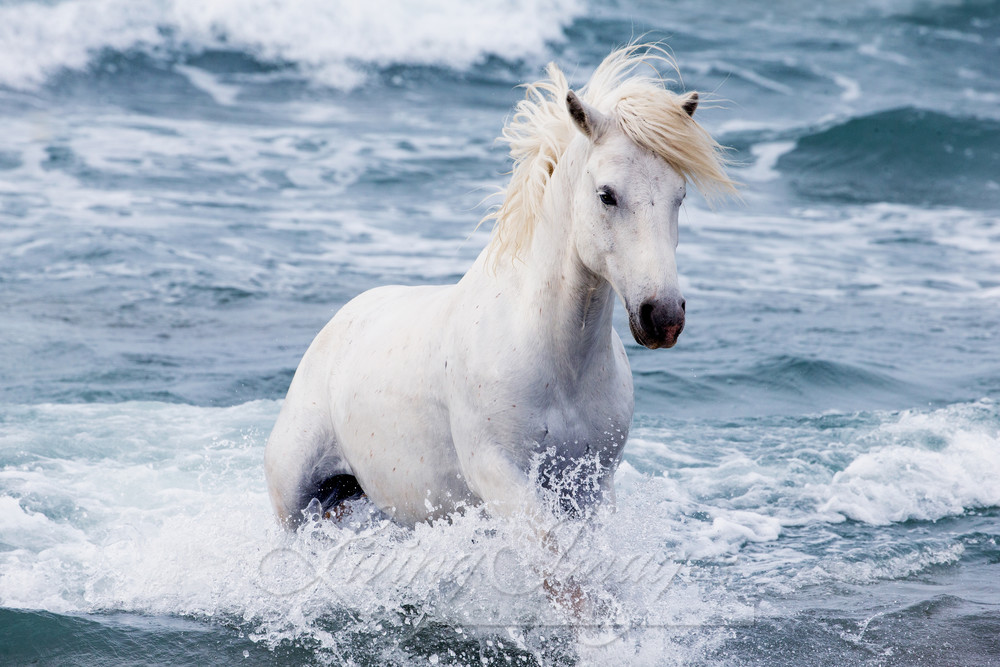 White Stallion In The Waves Photography Art | Living Images by Carol Walker, LLC