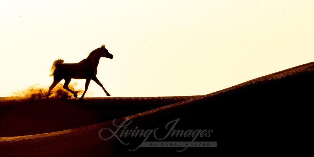 Desert Stallion Runs Across The Dunes Ii Photography Art | Living Images by Carol Walker, LLC