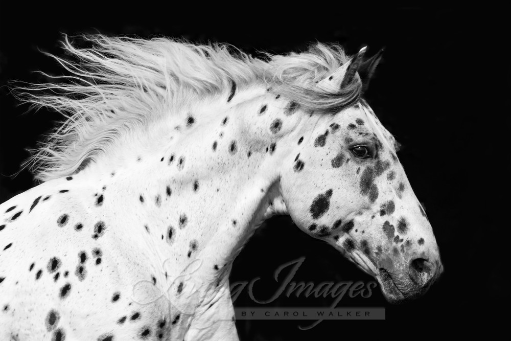 Spotted Stallion Runs Photography Art | Living Images by Carol Walker, LLC