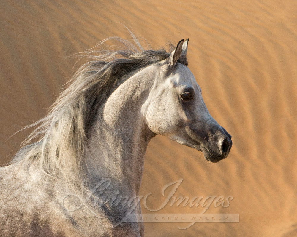 Desert Stallion Against The Dunes Photography Art | Living Images by Carol Walker, LLC