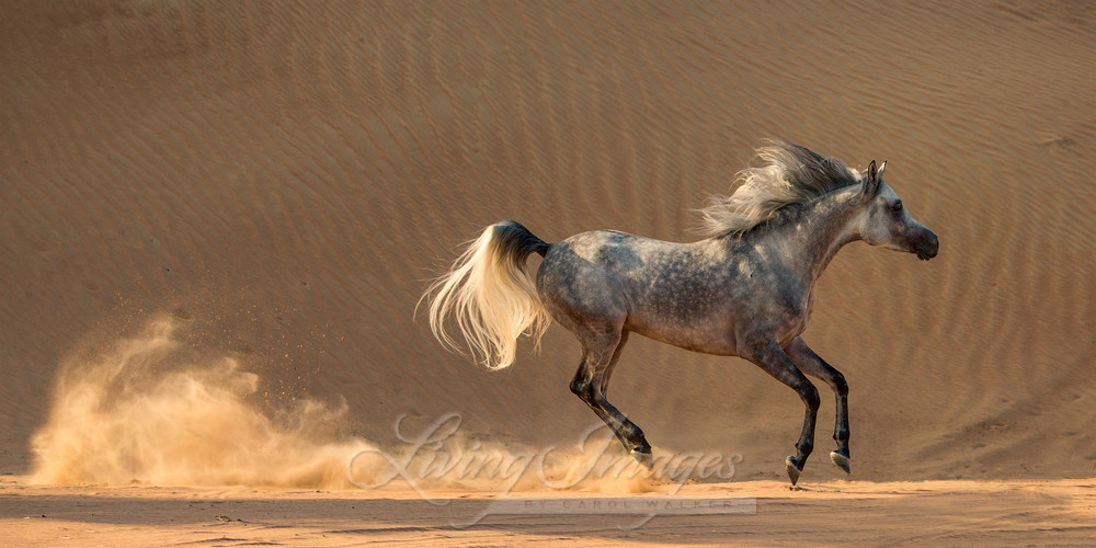 Desert Stallion Gallops Across The Dunes Photography Art | Living Images by Carol Walker, LLC
