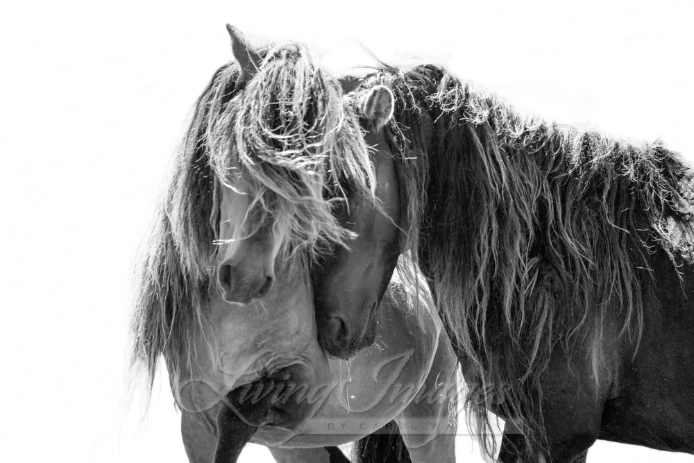 Two Sable Island Stallions  Photography Art | Living Images by Carol Walker, LLC