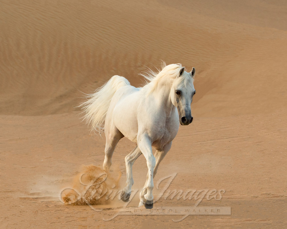 White Stallion Runs In The Dunes Photography Art | Living Images by Carol Walker, LLC