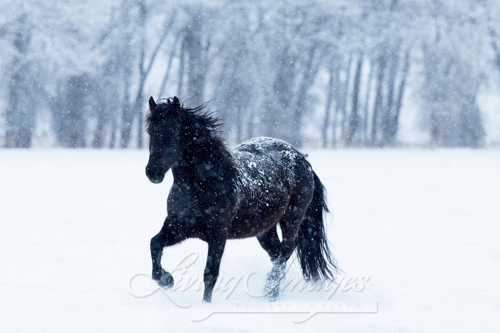 Black Horse In The Snow Photography Art | Living Images by Carol Walker, LLC