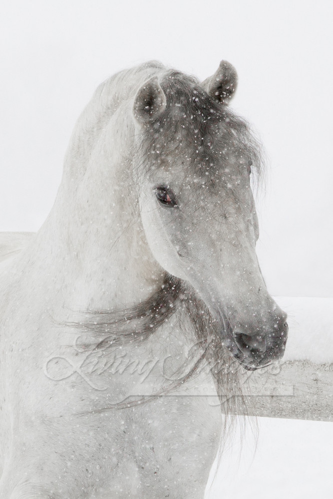 Mischievous Snowy Mare Photography Art | Living Images by Carol Walker, LLC