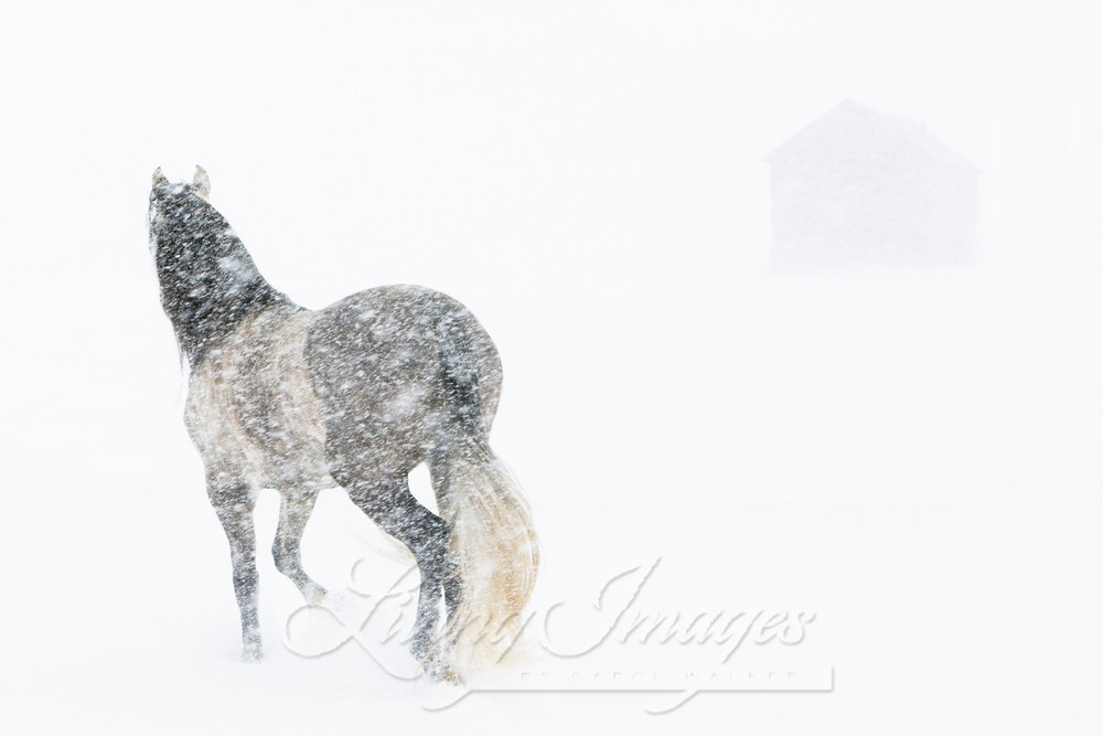 Mare In A Blizzard Ii Photography Art | Living Images by Carol Walker, LLC
