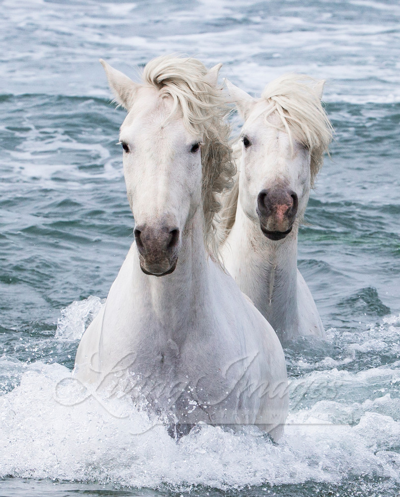 Sea Horse Twins Photography Art | Living Images by Carol Walker, LLC