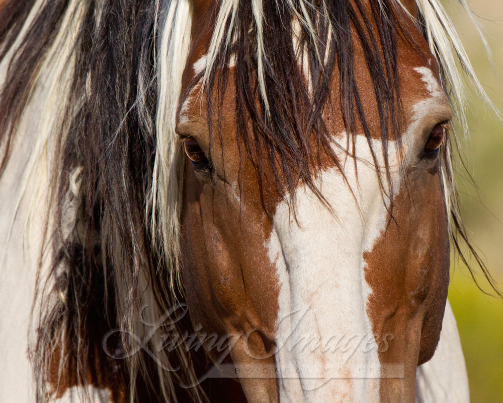 Picasso's Eyes Photography Art | Living Images by Carol Walker, LLC