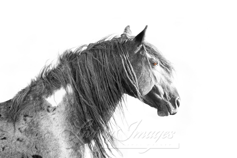 Wild Red Desert Stallion Ii Photography Art | Living Images by Carol Walker, LLC