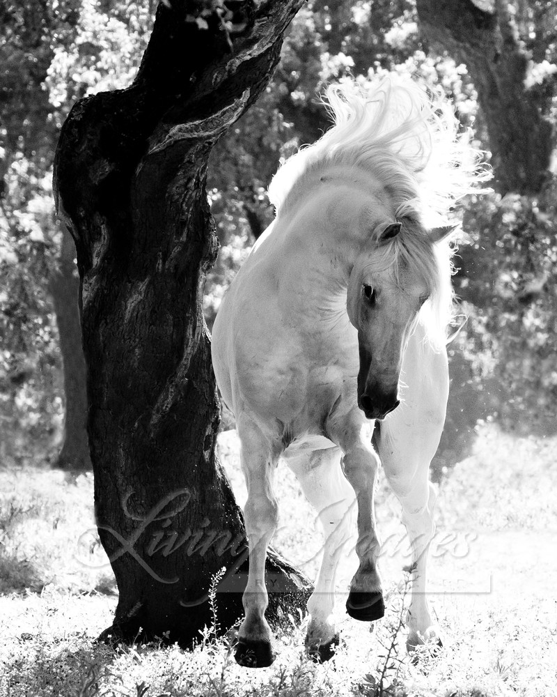 Stallion Dances Photography Art | Living Images by Carol Walker, LLC
