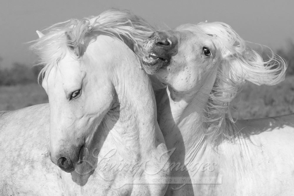Two White Stallions Play Ii Photography Art | Living Images by Carol Walker, LLC