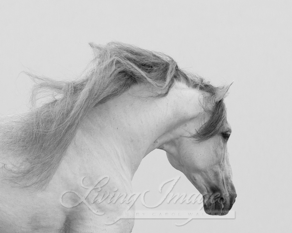 Gray Andalusian Stallion Runs Iii Photography Art | Living Images by Carol Walker, LLC