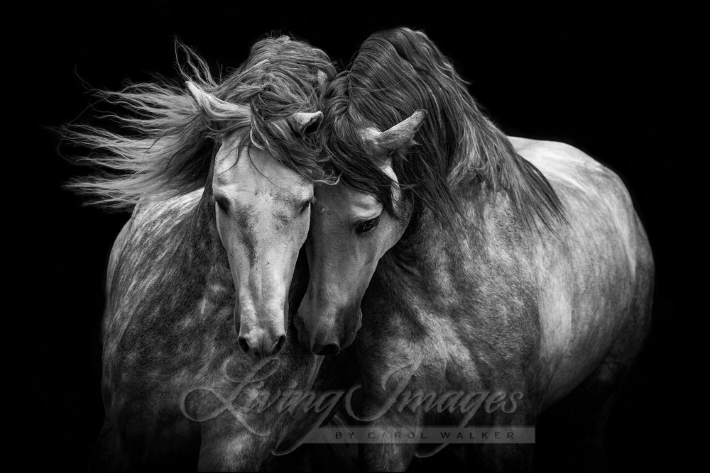 Two Andalusian Stallions Photography Art | Living Images by Carol Walker, LLC